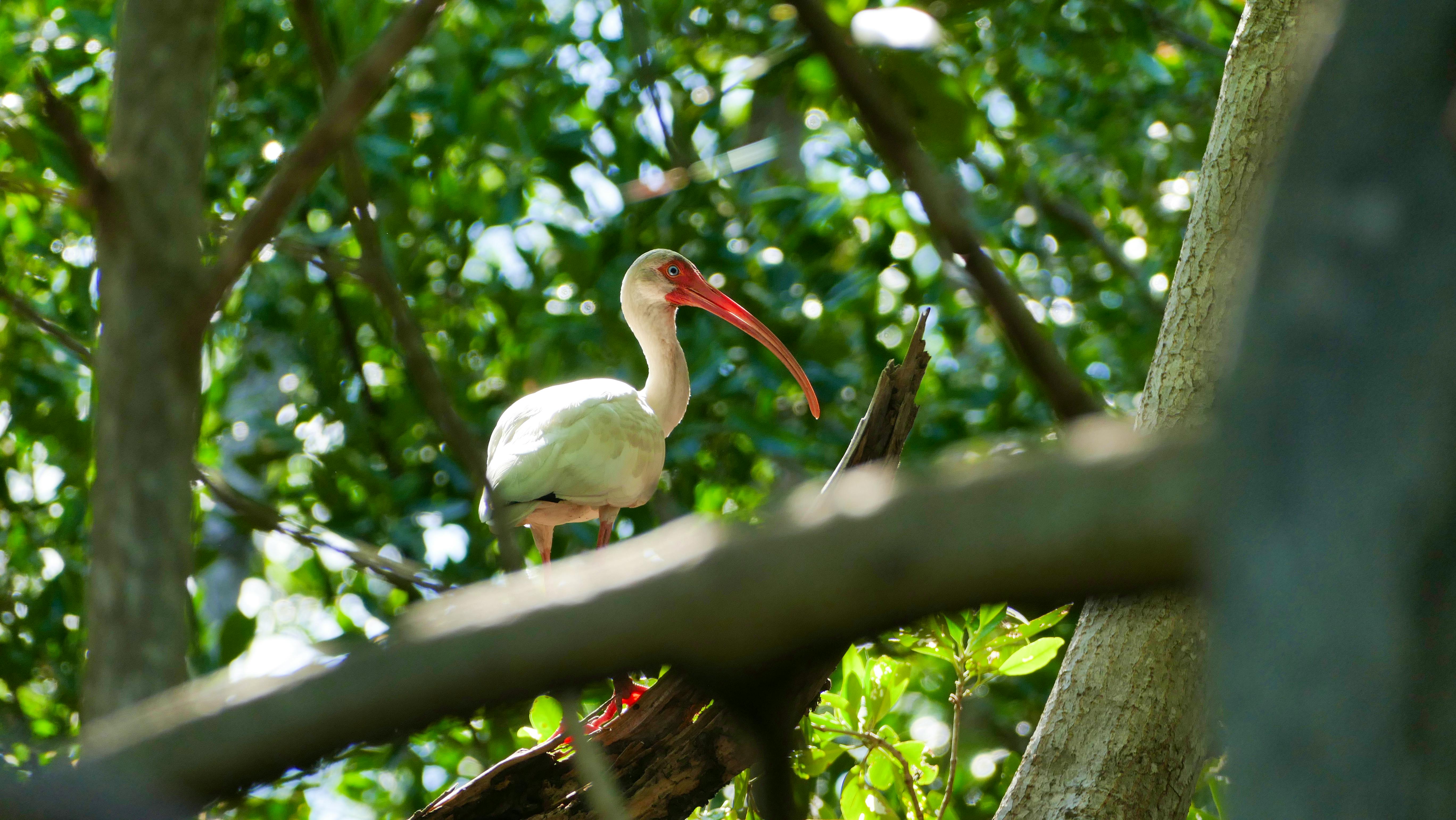 Vogelart in den Mangroven von Juan Venado - &copy;©TravelShots.nl - stock.adobe.com