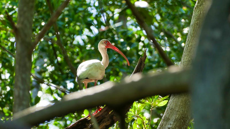 Vogelart in den Mangroven von Juan Venado - ©©TravelShots.nl - stock.adobe.com