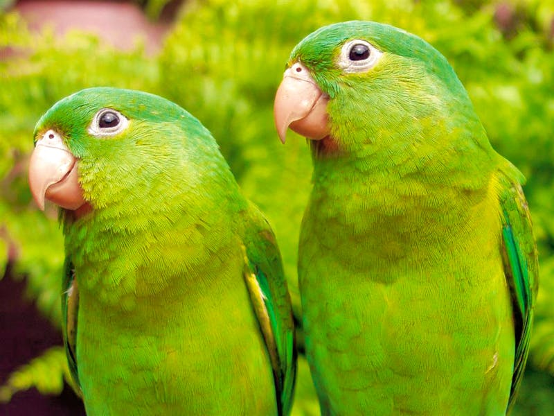 Vogel Chocoyas - ©franciscocardoza - flickr