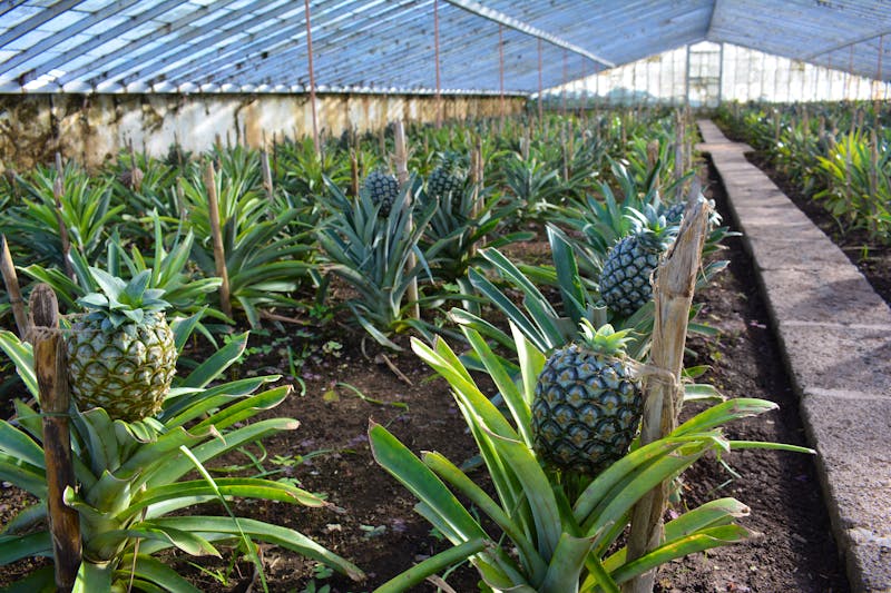 Sao Miguel - Ananasplantage (2) - ©Franziska Barthel - Eberhardt TRAVEL