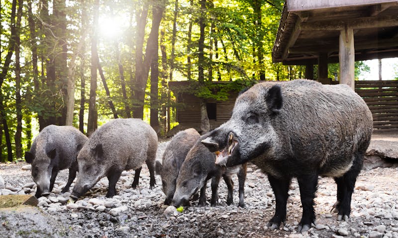 Wildschwein-Gehege - ©www.miriamdoerr.com - Adobe Stock