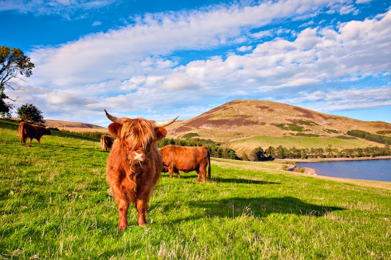 Highland Angus Rinder in Schottland - ©-Marcus- - stock.adobe.com