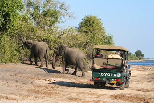 Elefanten auf Safari am Chobe-Ufer &ndash; &copy; Annett Müller - Eberhardt TRAVEL