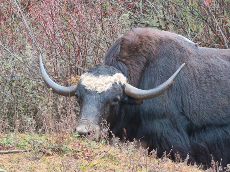Yak in Bhutan - ©Jürgen Schmeißer / Eberhardt TRAVEL
