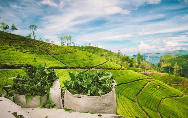Teeplanatage Darjeeling, Indien - ©santiago silver - stock.adobe.com