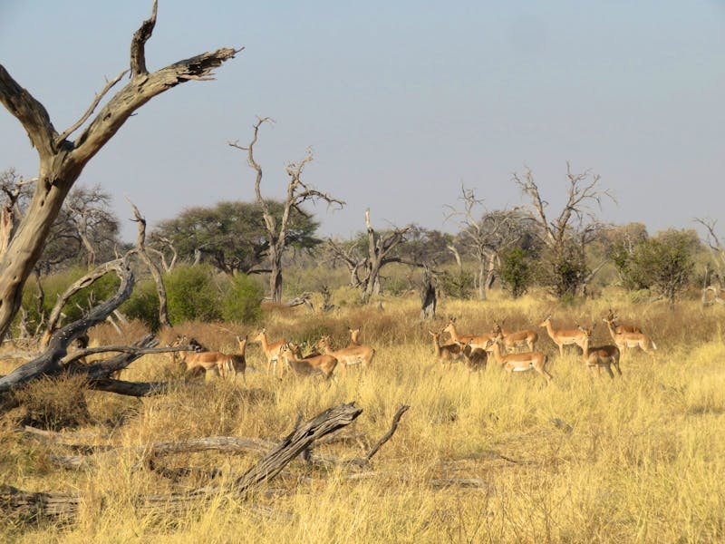 Auf Safari im Moremi-Wildreservat  - ©Kathrin Mickan-Eberhardt TRAVEL