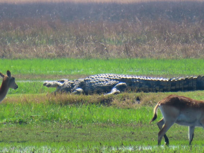 Auf Safari im Moremi-Wildreservat  - &copy;Kathrin Mickan-Eberhardt TRAVEL