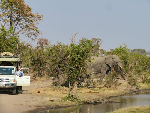 Elefanten am Khwai -Fluss &ndash; &copy; Kathrin Mickan-Eberhardt TRAVEL