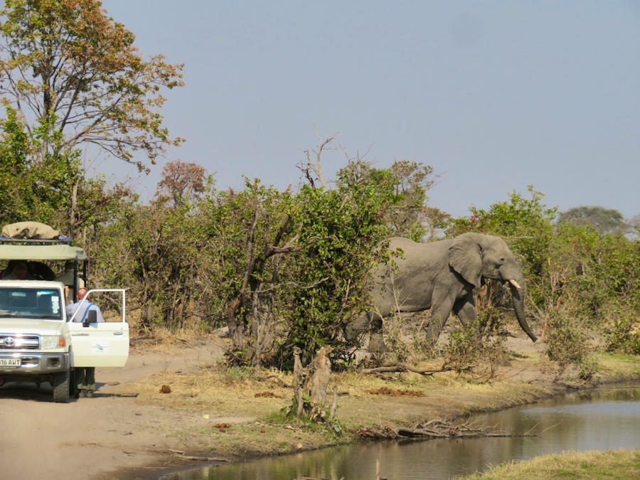 Elefanten am Khwai -Fluss – © Kathrin Mickan-Eberhardt TRAVEL