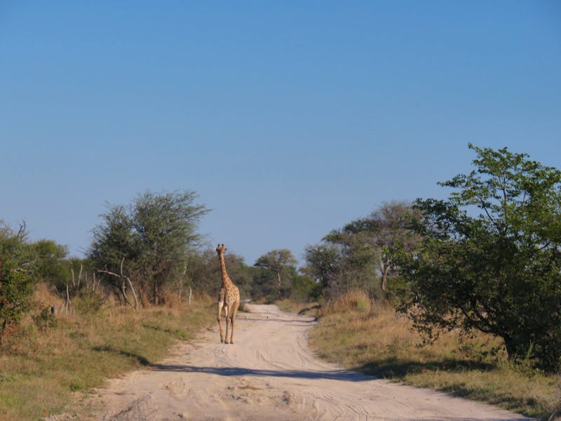 Giraffen-Sichtung auf der Fahrt nach Maun - ©Annette Weise - Eberhardt TRAVEL