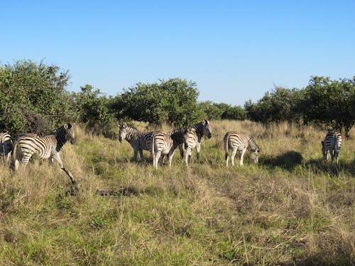 Zebras auf der Fahrt nach Maun &ndash; &copy; Annette Weise - Eberhardt TRAVEL