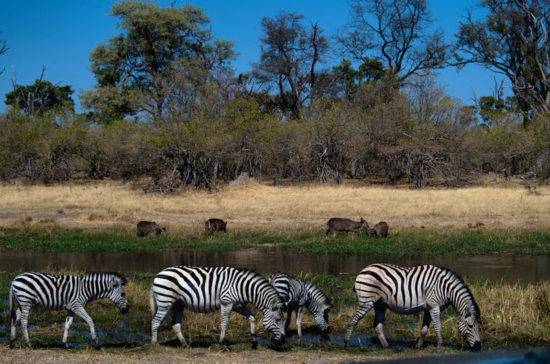 Safari entlang des Khwai-Flusses - ©Annett Müller - Eberhardt TRAVEL