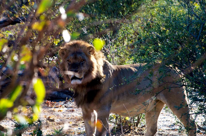 Löwen-Sichtung auf einer Safari im Khwai-Konzessionsgebiet - ©Annett Müller - Eberhardt TRAVEL