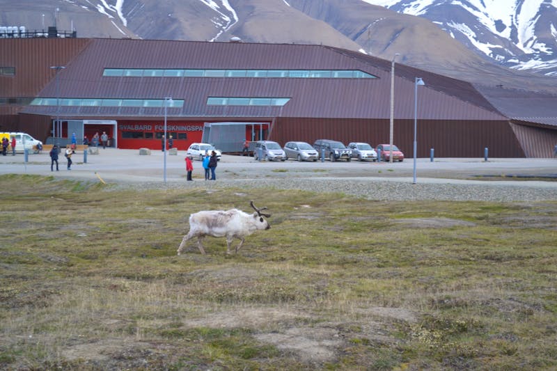 Rentiere in Longyearbyen - Spitzbergen - ©Laura Wonneberger