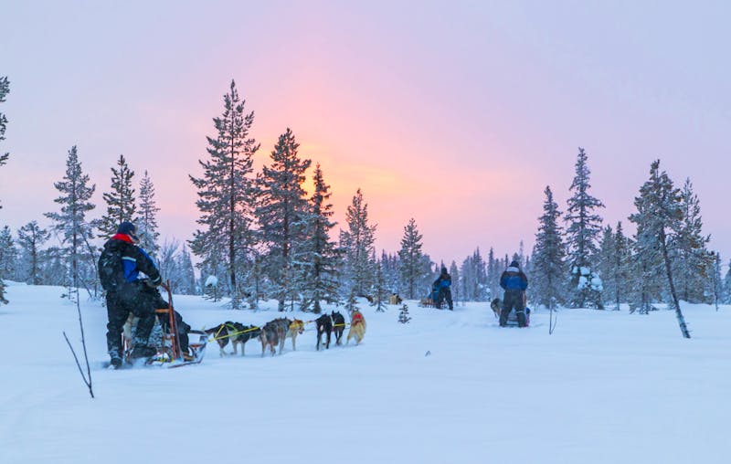 Hundeschlitten-Fahrt in Lappland - ©©Viktorishy - stock.adobe.com