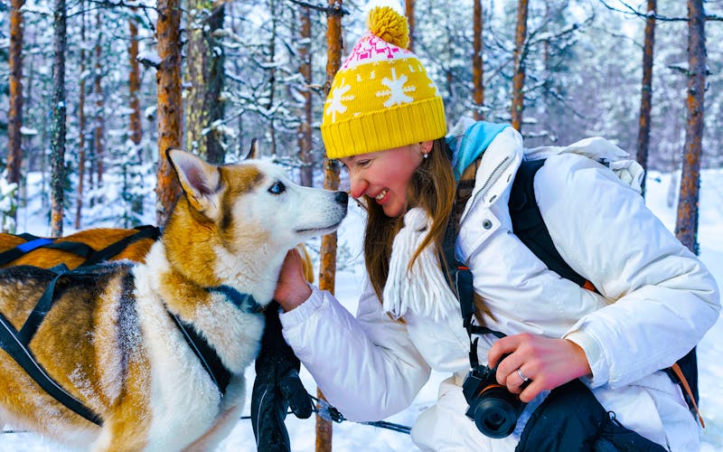 Hundeschlitten-Erlebnis in Lappland - &copy;Roman Babakin - Adobe Stock