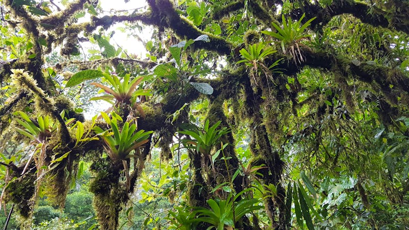 Wanderung im Nebelwald in Costa Rica - ©Eberhardt TRAVEL - Ria Heilmann