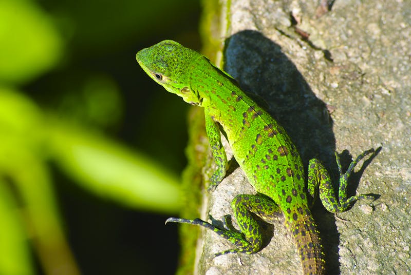 Gekko im Manuel Antonio Nationalpark in Costa Rica - ©©wookiee - stock.adobe.com
