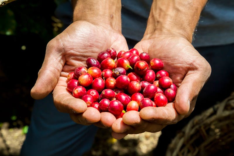 Besuch einer Kaffee-Plantage - ©©Robert Leßmann - stock.adobe.com