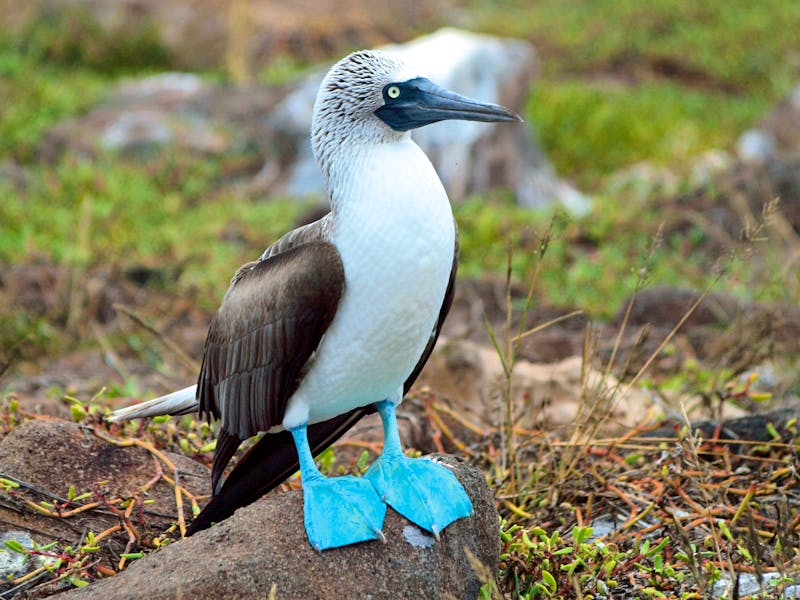 Galapagos Blaufußtölpel - ©Reisegast Frederike Leynen