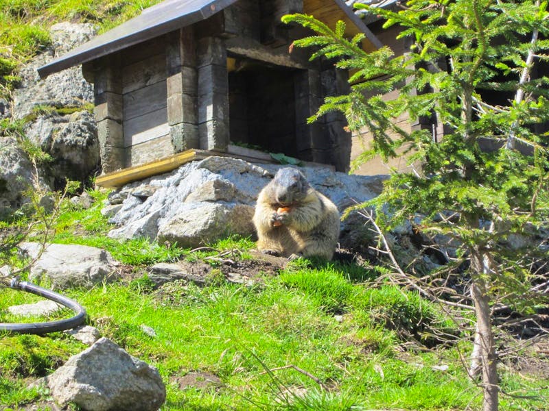 Grimselpaß - ©Gisela Gerlach