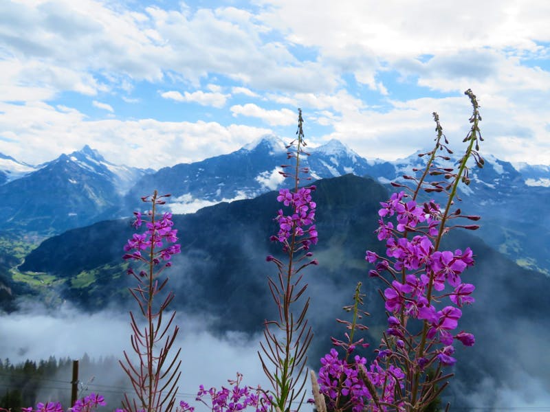 Auf der Schyniggen Platte - ©Annette Weise