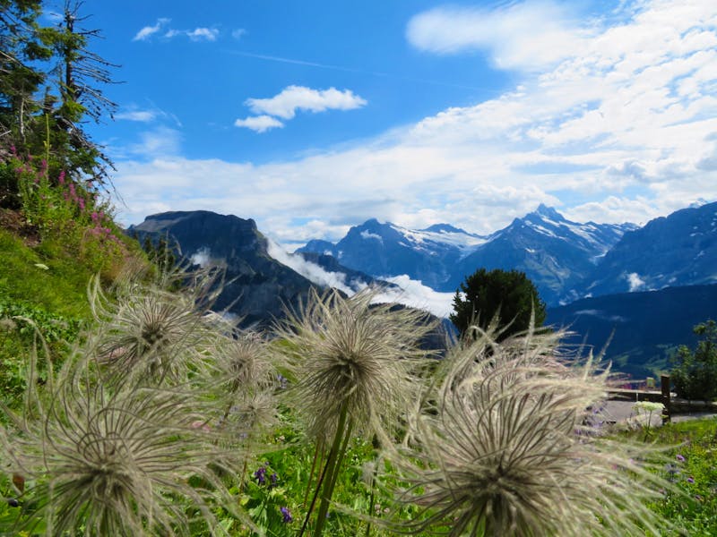 Auf der Schyniggen Platte  - Alpengarten - ©Annette Weise