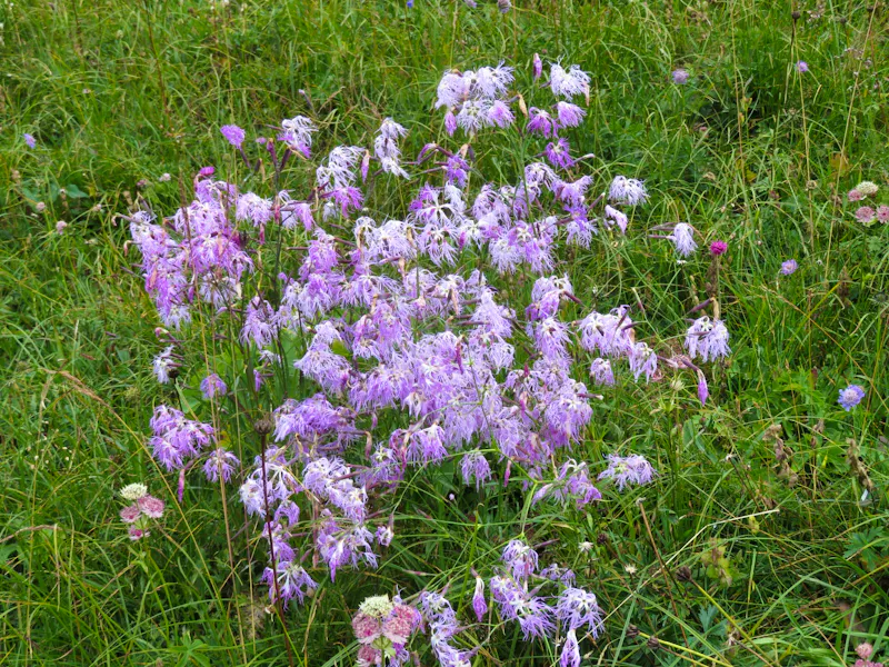 Auf der Schynigen Platte - Flower Trail - &copy;Annette Weise