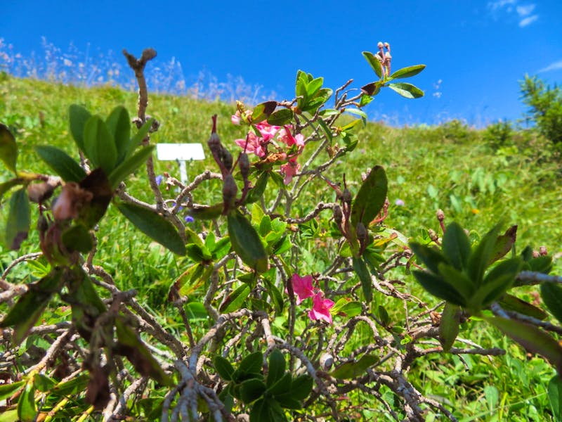 Auf der Schyniggen Platte - Alpenrose - ©Annette Weise
