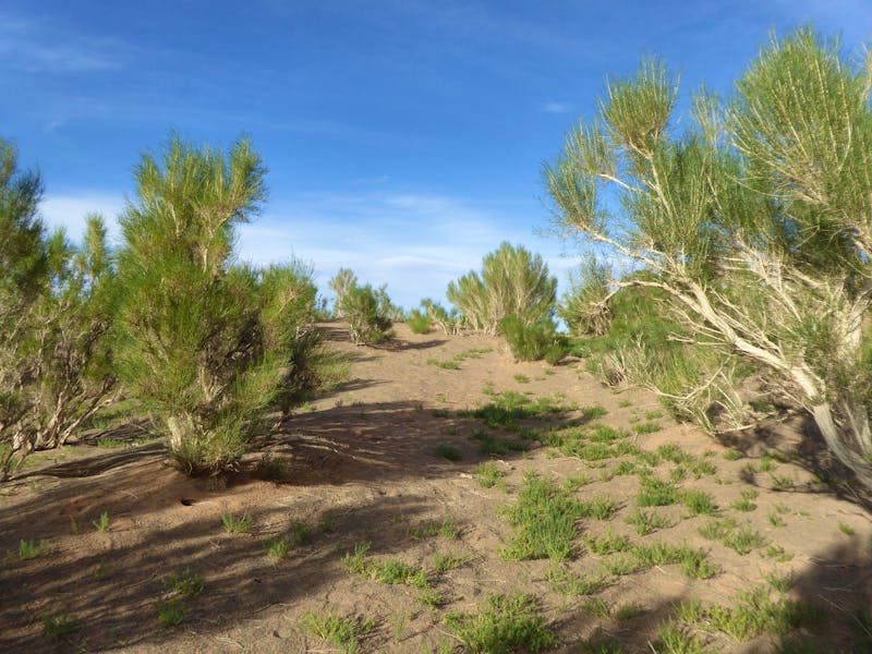 Saxaulwald in der Wüste Gobi - ©Sabine Letzybyll - Eberhardt TRAVEL