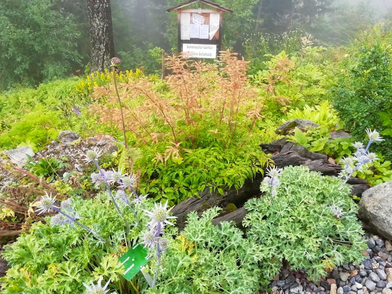 Im Alpengarten auf der Schatzalp - ©Martina Pötschke - Eberhardt TRAVEL