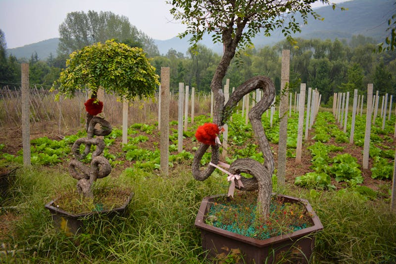 Im Shaolin-Kloster von Dengfeng - ©Franziska Barthel - Eberhardt TRAVEL