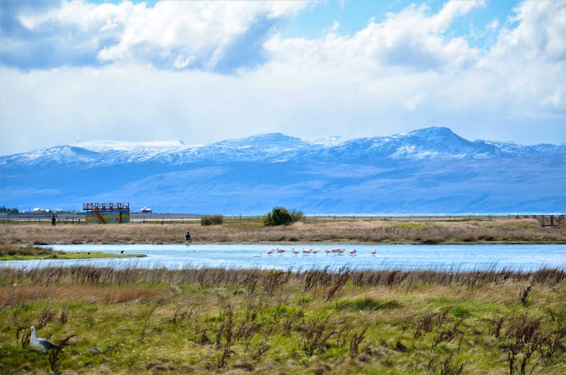 Laguna Nimez - Flamingos - ©Katja Neumann