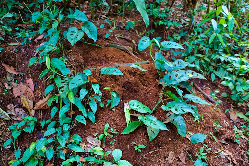 Costa Rica, Ameisenhaufen - ©Eberhardt TRAVEL - Lars Dittrich
