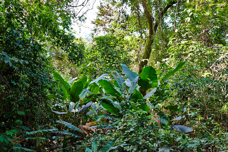 Costa Rica, Nationalpark - &copy;Eberhardt TRAVEL - Lars Dittrich