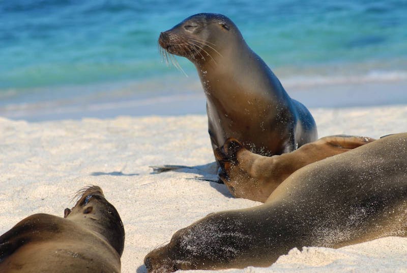 Seelöwen auf den Galapagos - ©Eberhardt TRAVEL - Hubert Lücker