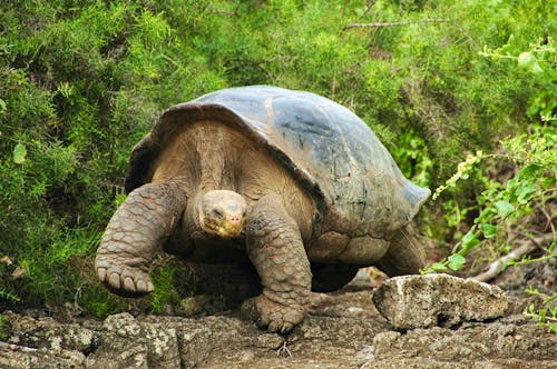 Schildkröte auf den Galapagos &ndash; &copy; ConstantineD - flickr