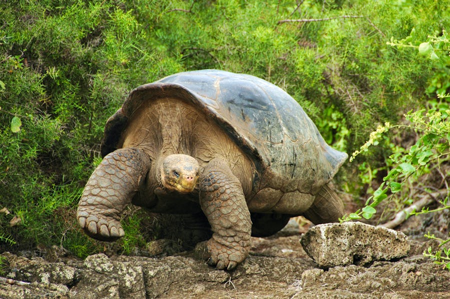 Schildkröte auf den Galapagos – © ConstantineD - flickr