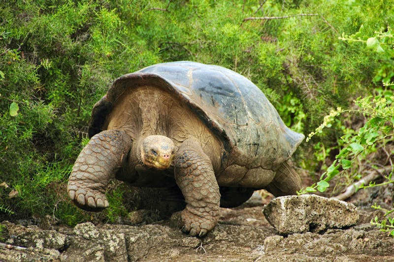 Schildkröte auf den Galapagos - ©ConstantineD - flickr