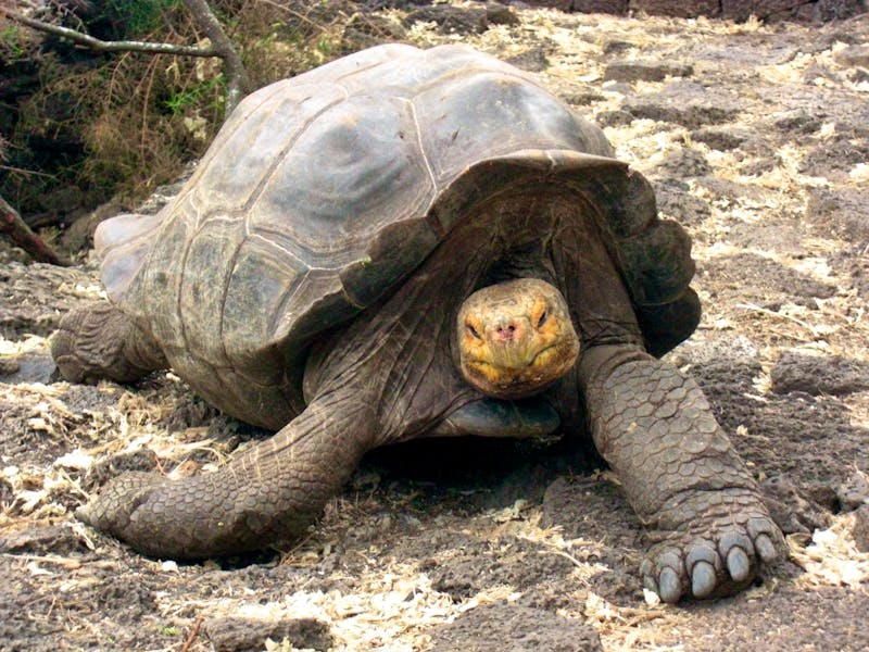 Schildkröte auf den Galapagos - ©Eberhardt TRAVEL