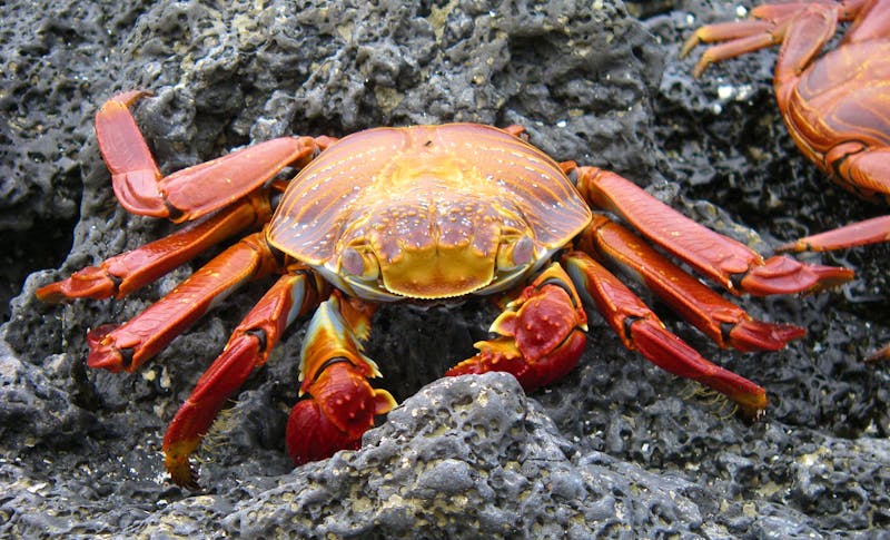 Galapagos Krabbe - ©Eberhardt TRAVEL - AStiebing
