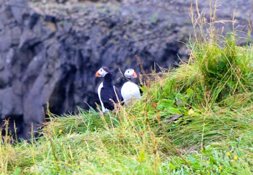 Papageientaucher an der Felseninsel Dyrholaey bei Vik &ndash; &copy; Kristin Weigel