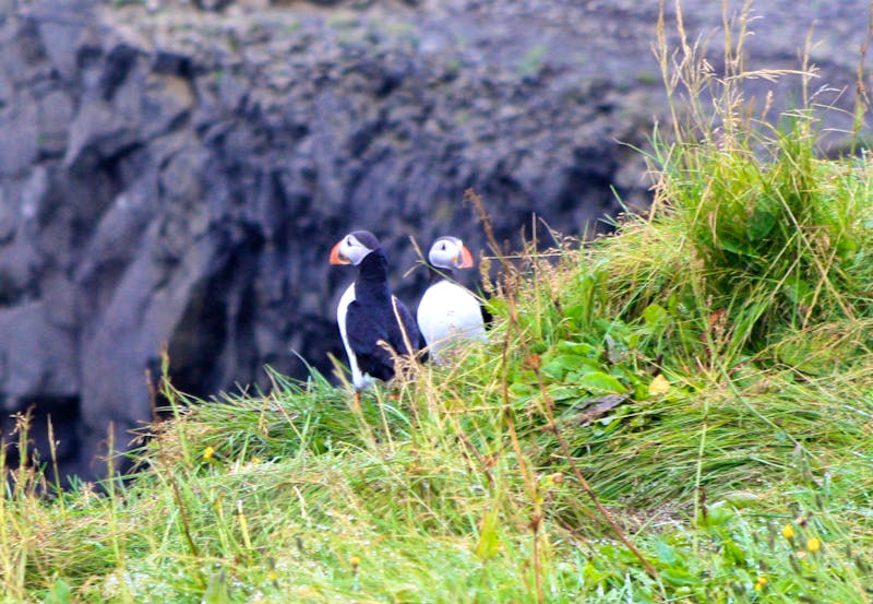 Papageientaucher an der Felseninsel Dyrholaey bei Vik - ©Kristin Weigel