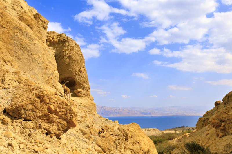 Ein Gedi - Nationalpark - ©andreiorlov - stock.adobe.com