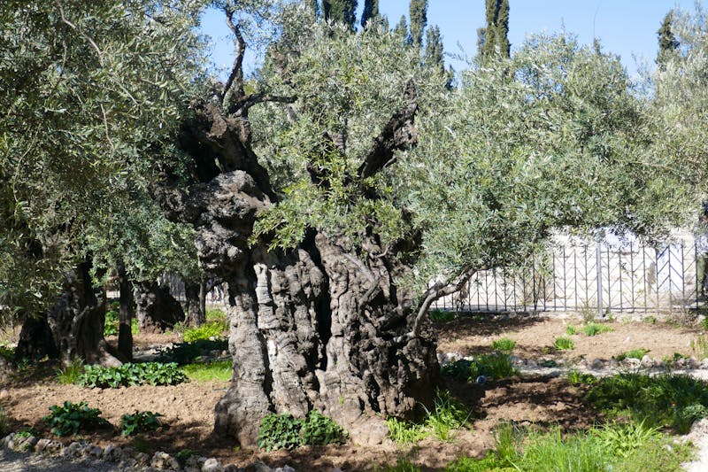 Garten Gethsemane mit alten Olivenbäumen - ©Philipp Schmitz