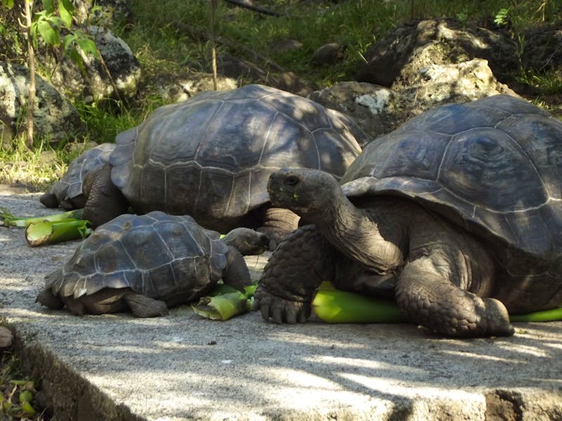 Schildkröten auf der Insel Floreana - Galapagos - ©Eberhardt TRAVEL - Christina Schlawis