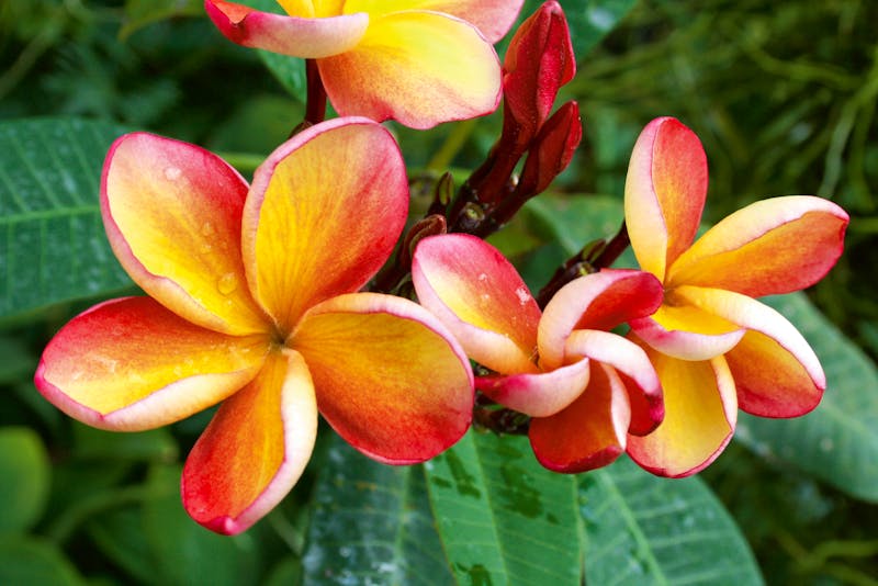 Singapur - Botanischer Garten - ©Eberhardt TRAVEL Astrid Kunath
