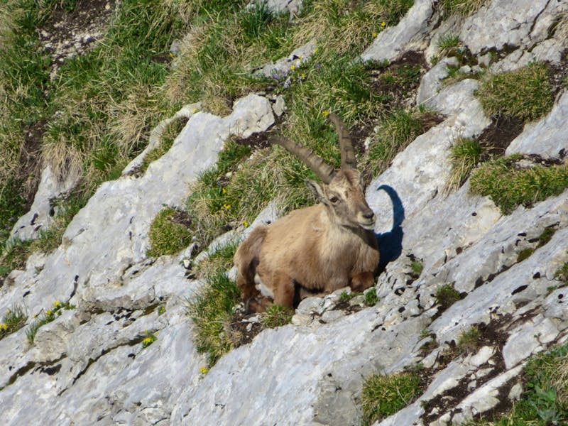 Morgenstimmung auf dem Pilatus - Steinbock hautnah - ©Annette Weise