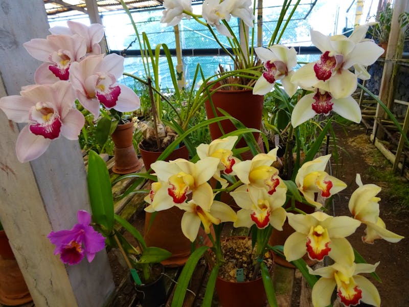 Quinta Boa Vista - Orchideen-Zauber - ©Hans-Joachim Trutz