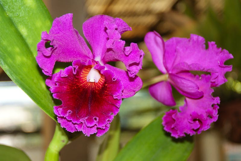 Orchideen in der Quinta da Boa Vista - ©Susanne Schirmann